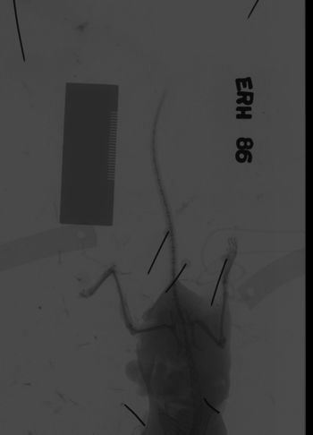 Media type: image;   Mammalogy 69538 Description: Xray of mouse.;
